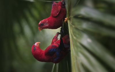 Philippine slow loris, red parrots, rare birds, red birds, rainforest, parrots, Philippines, Asia, Nycticebus menagensis