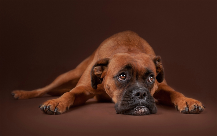 Boxer, short-haired breed of dog, brown dog, pets, german dogs