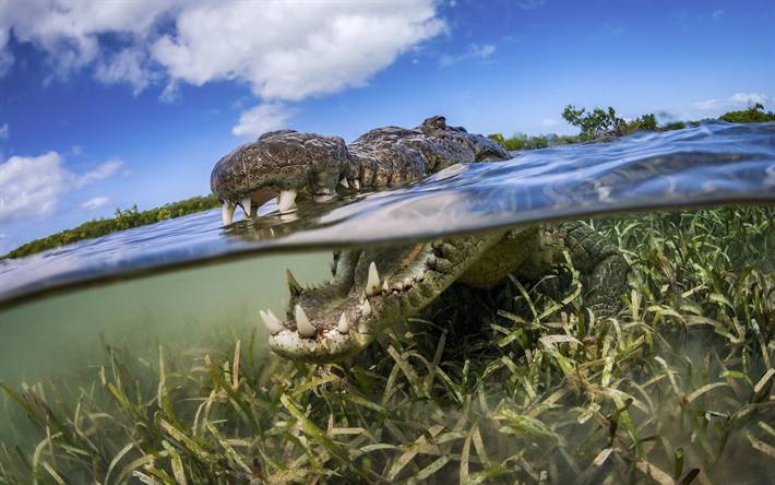 crocodilo, a vida selvagem, r&#233;pteis, predador, Jacar&#233;