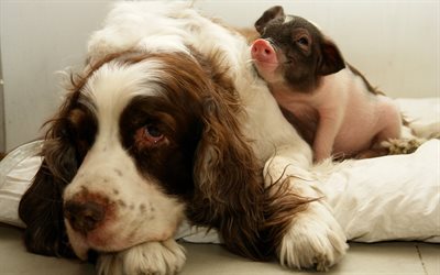 friendship concepts, a dog and a little pig, pets, English cocker spaniel
