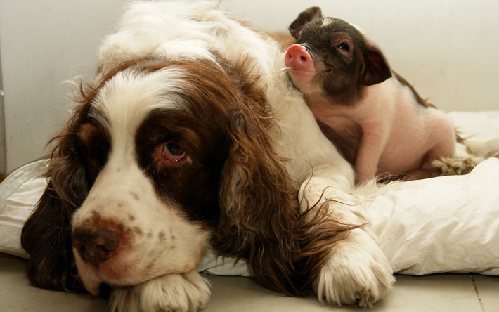 الصداقة المفاهيم, كلب خنزير صغير, الحيوانات الأليفة, الانجليزية المنغمس الكلب