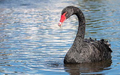 black swan, beautiful bird, lake, black birds, swans