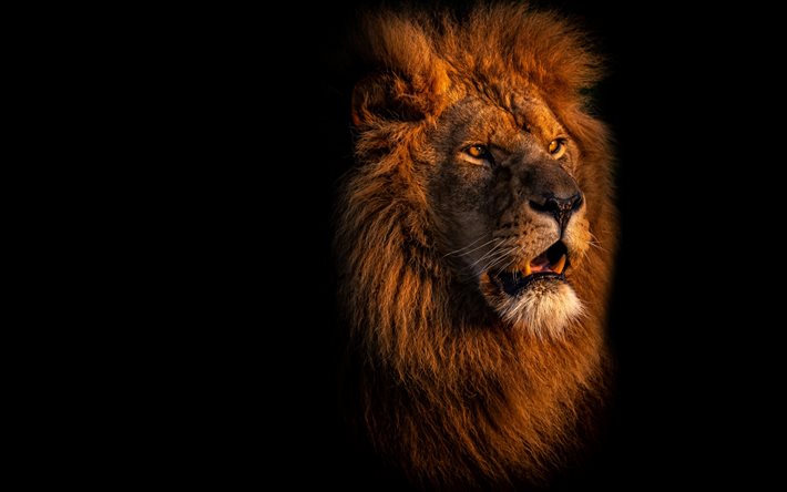 lion sur un fond noir, le visage d&#39;un lion, d&#39;animaux dangereux, des lions, des esp&#232;ces sauvages, animaux sauvages