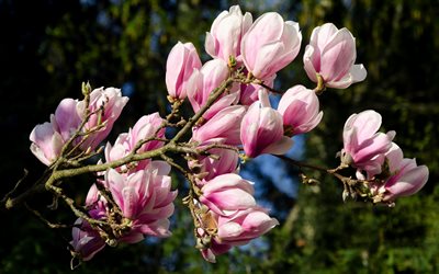 magnolia, fleurs de printemps, de belles fleurs roses, printemps, fond avec des magnolias