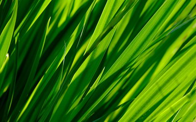 l&#39;herbe verte de la texture, arri&#232;re-plan avec l&#39;herbe verte, texture naturelle, eco, texture, vert, herbe, feuilles vertes