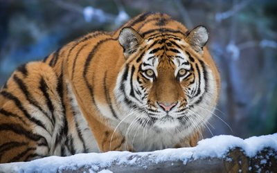 tigre, hiver, pr&#233;dateur, gros tigre, animaux dangereux, tigres, neige, tigre dans la neige
