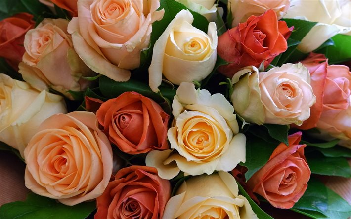 rosor, rosknoppar, bakgrund med rosor, orange rosor, lila rosor, vackra blommor, rosbukett