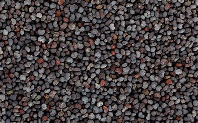 Texture de graine de pavot, macro, textures alimentaires, textures de graine, backgrond avec graine de pavot
