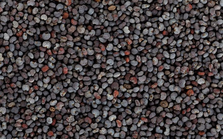 Poppy seed texture, macro, food textures, seed textures, backgrond with poppy seed