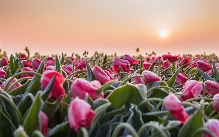 tulipes, matin, tulipes roses, champ de tulipes, lever du soleil, fleurs sauvages, belles tulipes