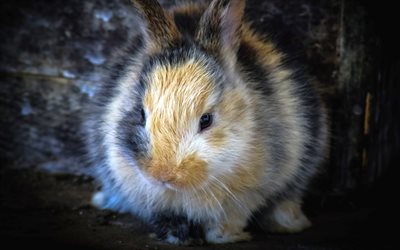 fluffy rabbit, 4k, close-up, cute animals, rabbits, pets, Leporidae