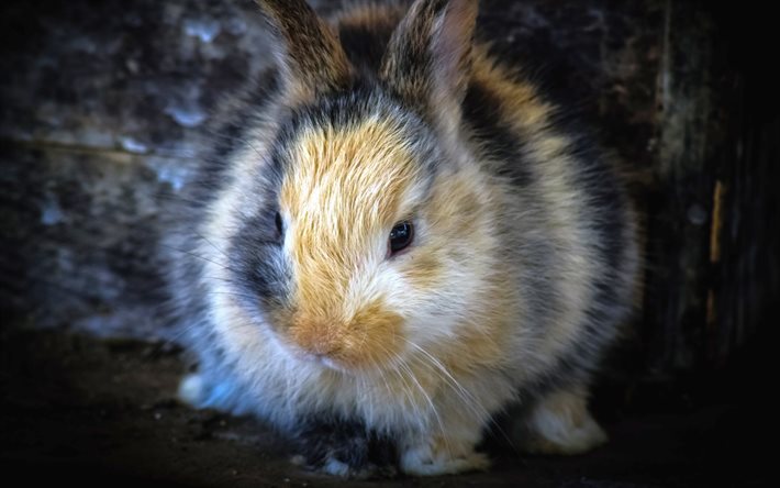 kabarık tavşan, 4k, yakın &#231;ekim, sevimli hayvanlar, tavşanlar, evcil hayvanlar, Leporidae