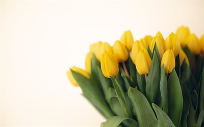 tulipes jaunes, bouquet de tulipes, fleurs de printemps, fond avec des tulipes jaunes, printemps, tulipes