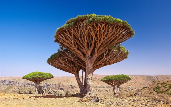 Dragon Blood Tree, Dracaena cinnabari, Socotra dragon tree, Jemen, ep&#228;tavalliset puut, autiomaa, Socotran saaristo