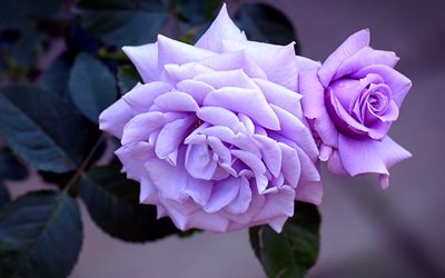 roses violettes, 4k, bourgeons, macro, bokeh, fleurs violettes, roses, arri&#232;re-plans flous, belles fleurs, arri&#232;re-plans avec roses, boutons violets