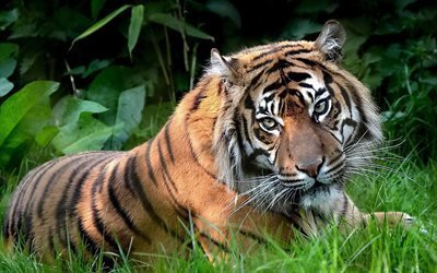 Tigre, green grass, predator, zoo