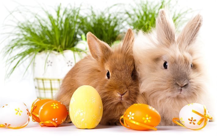 bunny, イースター, かわいい動物たち, ウサギ, イースターの卵