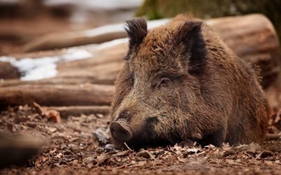 wild boar, forest, wildlife, wild pig