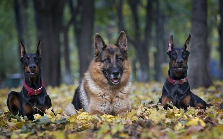 dobermanns, german shepherd, forest, dogs