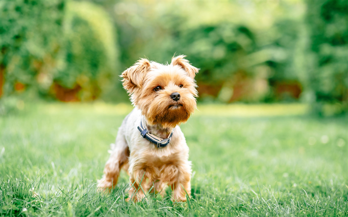 thumb2-yorkshire-terrier-lawn-cute-dog-c