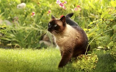 Siamese Cat, bushes, pets, cute animals, cats, Siamese