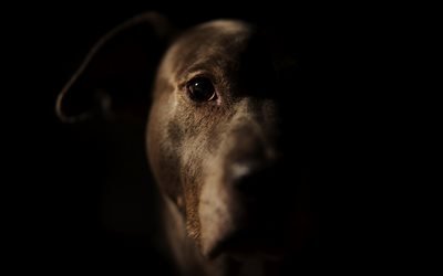 labrador retriever, portrait, brown dog, pets, brown retriever