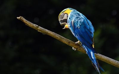Arara azul, 4k, ramo, papagaios, azul papagaios, a vida selvagem, arara, Anodorhynchus hyacinthinus