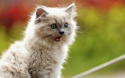 fluffy gray cat, little kitty, cute animals, portrait, pets, cats