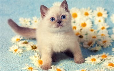 Siamese Cat, chamomile, kitten, pets, cute animals, cats, Siamese