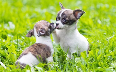 Chihuahua Dogs, friendship, puppies, dogs, cute animals, pets, Chihuahua