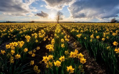 daffodils, sunrise, morning, yellow wildflowers, Holland