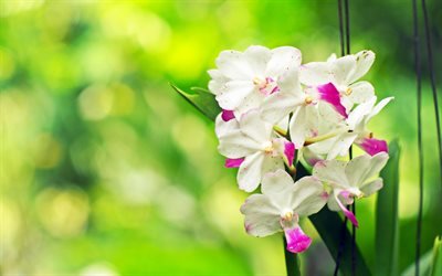 valkoinen orkidea, trooppisia kukkia, kaunis valkoinen kukka, vihreä tausta, orkideat