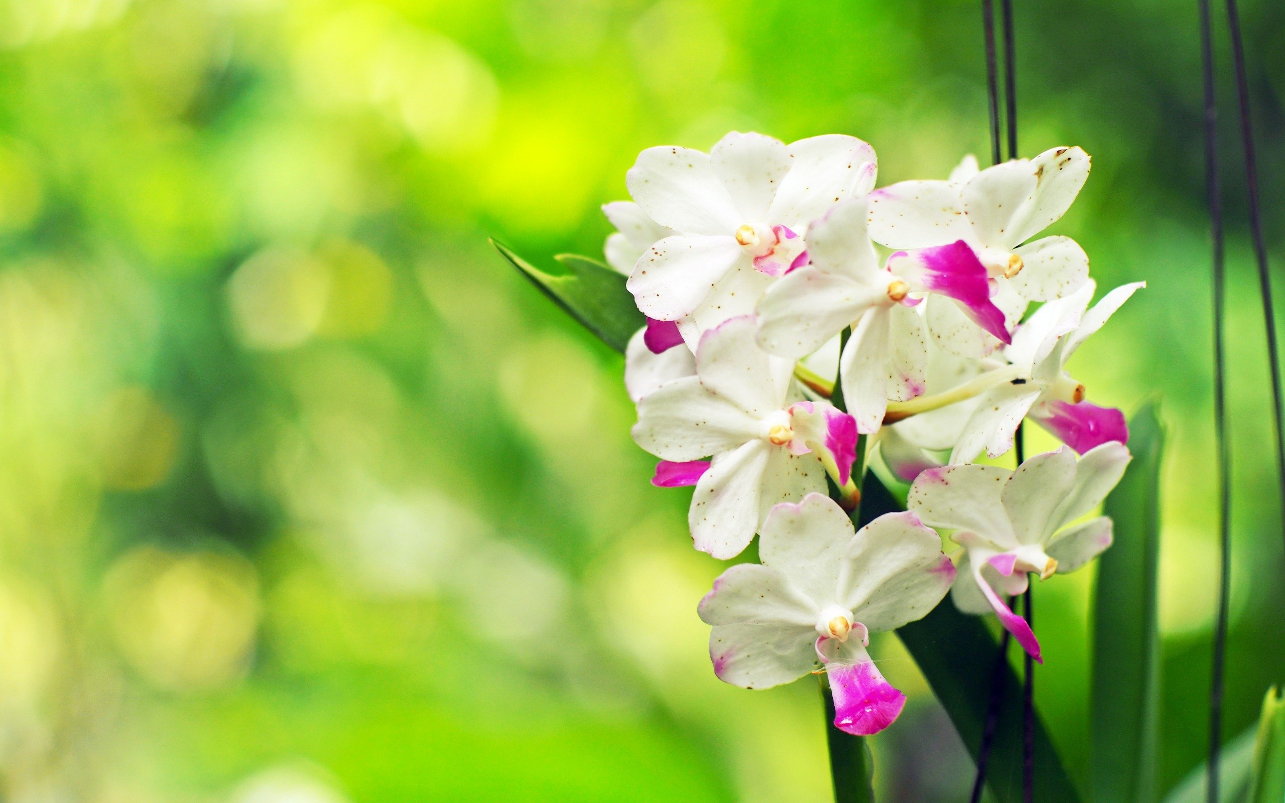 Download wallpapers white orchid, tropical flowers ...