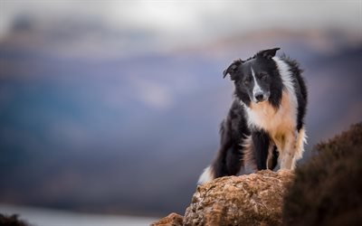 Border Collie, black and white dog, pets, dogs, stones, coast