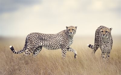 Cheetahs, african steppe, savannah, Africa, wildlife, Acinonyx jubatus