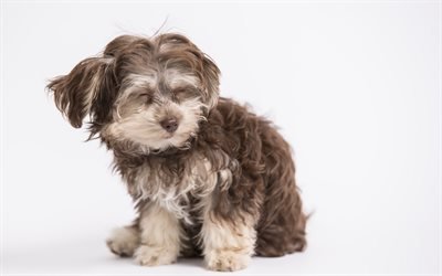norwich terrier, peque&#241;as esponjoso terrier, perro feliz, mascotas, peque&#241;os perros lindos, ingl&#233;s razas de perros