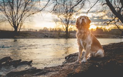 labrador retriever, sunset, evening, lake, large brown dog, retriever