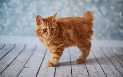 American Bobtail Cat, 4k, ginger cat, pets, domestic cat, cute animals, cute cat, cats, American Bobtail