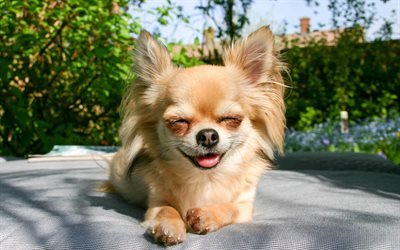 Chihuahua, du museau, des chiots, des chiens, des animaux mignons, des animaux de compagnie, Chien Chihuahua