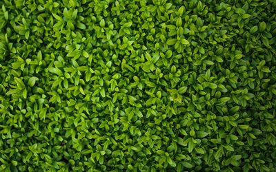 texture di foglie verdi, verde bush texture, verde foglia texture, ecologia, ambiente, verde, foglie di sfondo