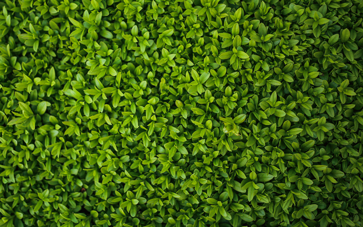 yeşil yaprakları, yeşil bush doku, yeşil yaprak doku, ekoloji, &#231;evre ile doku, yeşil, arka plan yapraklar
