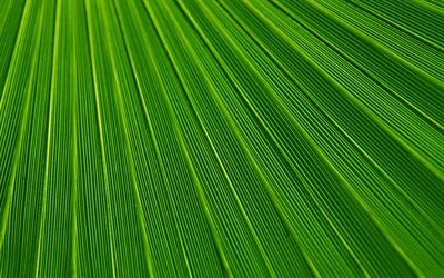 green floral texture, green leaf texture, ecology, natural texture, green leaf, green eco background