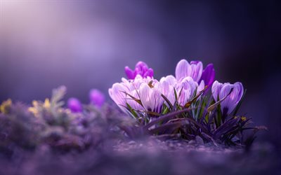 violet crocuses, bokeh, spring, violet flowers, crocuses, macro, spring flowers