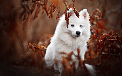 Samoyed, autumn, white dog, forest, cute animals, furry dog, dogs, pets, Samoyed Dog