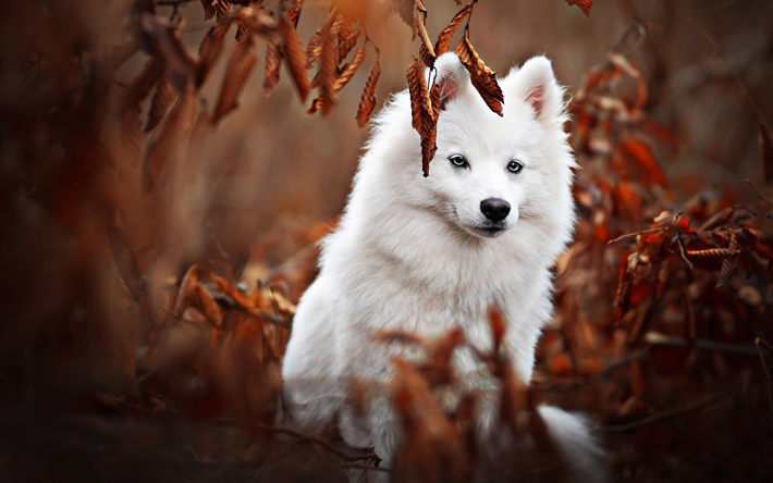 Samoiedo, autunno, bianco, cane, bosco, carino animali, peloso cane, cani, animali domestici, Cane Samoiedo