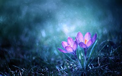 Crocuses, night, forest, field spring flowers, purple crocuses, spring