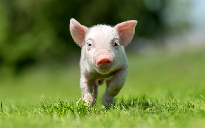 ピンクの豚, 面白い動物, 農, 豚, 緑の芝生
