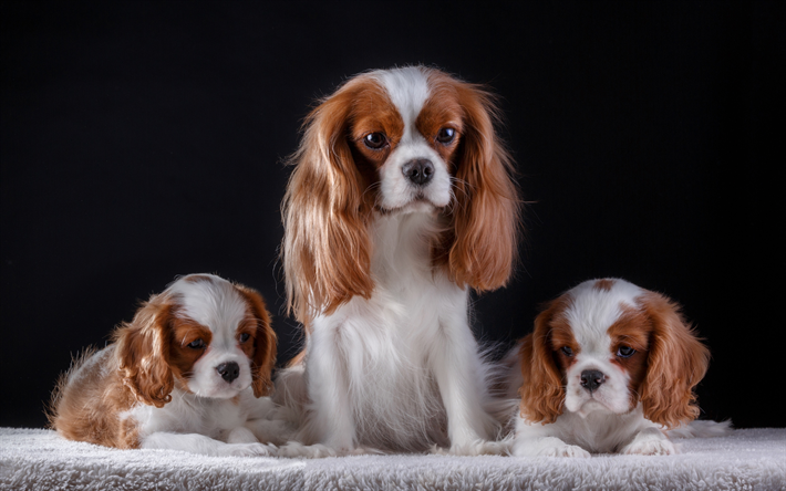 Cavalier King Charles Spaniel, mother with cubs, family, pets, cute animals, dogs, puppies, Cavalier King Charles Spaniel Dog
