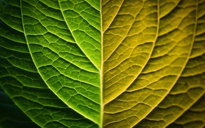 colorful leaf, 4k, plant, leaf texture, leaves, close-up, leaves texture, leaf pattern