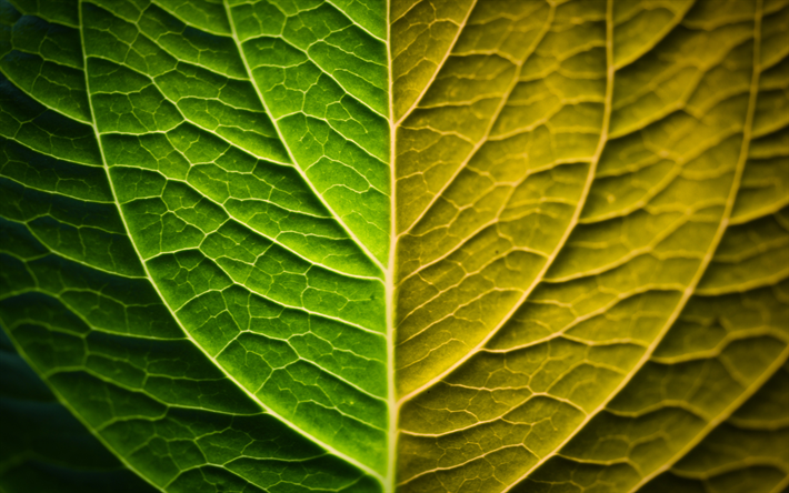 color&#233; la feuille, de la 4k, la plante, la feuille de texture, de feuilles, de close-up, des feuilles de texture, mod&#232;le de feuille de